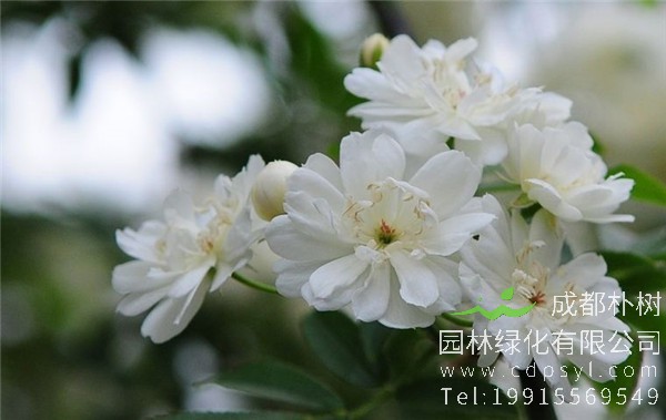 木香花